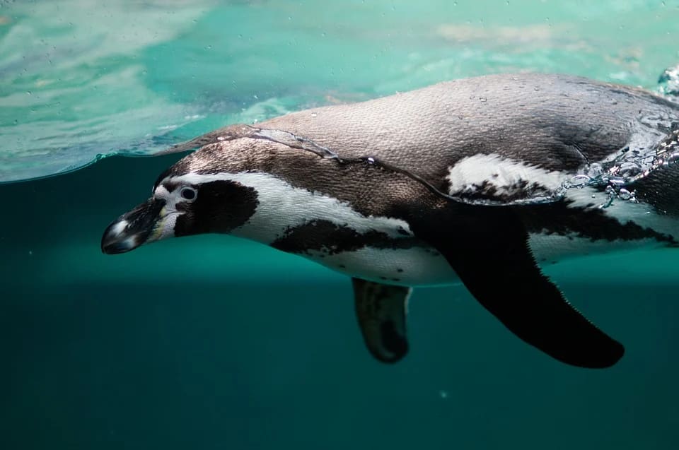 Antartika’da Hangi Hayvanlar Yaşar